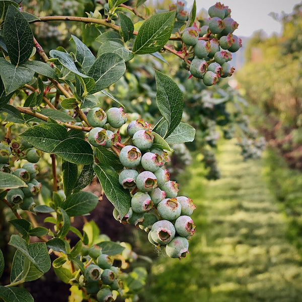 Bow Hill Sticker – Bow Hill Blueberries