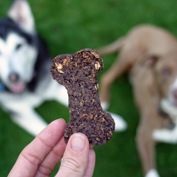 Black and white and tan and white dogs laying in grass looking at blueberry dog treat