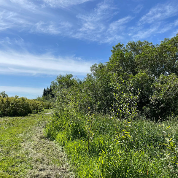 PNW Farmers Tackle Wet Fields with Agroforestry